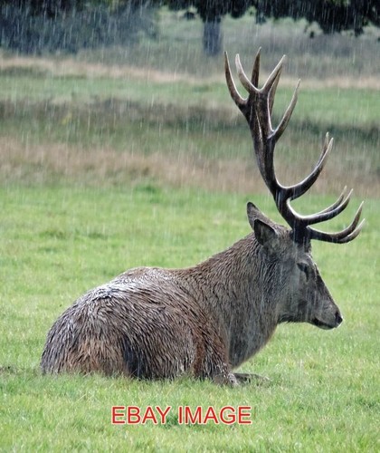 Photo wollaton park red stag - park,