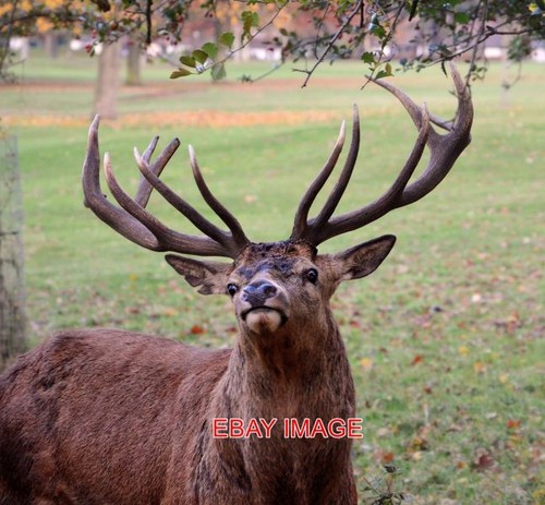 Photo red deer stag - photo, wollaton